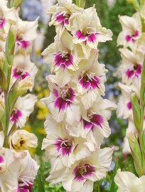 Gladiol Amber Mistique